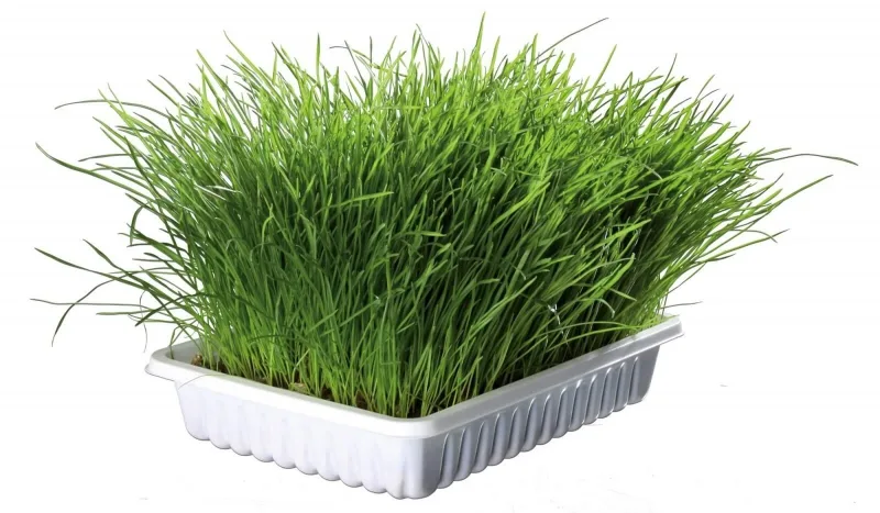 Trixie, tavita de plastic cu seminte de iarba, 100g — preț și oferte