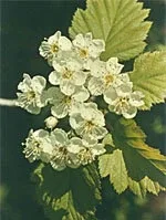 TSA CRATAEGUS OXYCANTHIA 50ML — preț și oferte