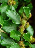 MSA FAGUS SYLVATICA 50ML — preț și oferte