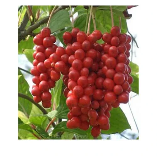 Schisandra Chinensis fructe întregi 100 G — preț și oferte