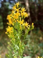 TSA SOLIDAGO VIRGAUREA 50ML — preț și oferte
