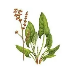 Rumice Root Cutting Ceai din plante (lapatium) 10 — preț și oferte