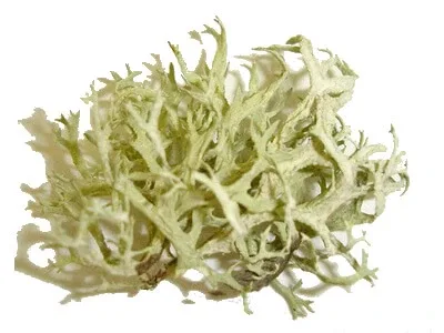 Quercus mușchi în ceai de plante thallus 100 g — preț și oferte