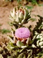 TSA CYNARA SCOLYMUS 50ML — preț și oferte