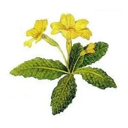 Primrose Flori tăiate ceai de plante 100 Gr — preț și oferte