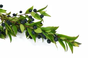 Fructe de mirt întregi 100 g pentru infuzie