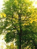 TSA TILIA EUROPEA 50ML — preț și oferte
