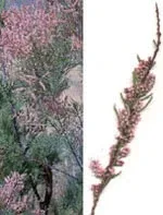 MSA TAMARIX GALLICA 50ML — preț și oferte