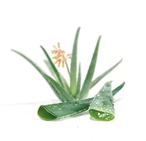 Suc de aloe condensat în bucăți 100 g — preț și oferte