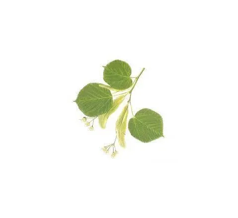 Floare de tei și Bractee Extra Întreg 100 — preț și oferte