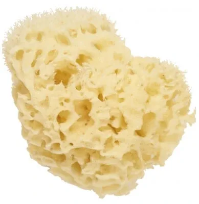 Cartel Paris Burete natural de mare 11 cm — preț și oferte