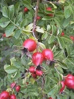 MSA ROSEHIP 50ML — preț și oferte