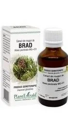 BRAD - muguri - gemoderivat - 50ml - PlantExtrakt — preț și oferte