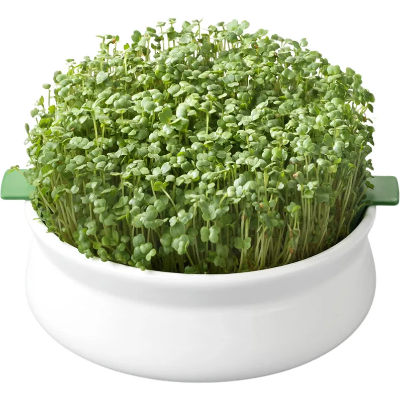 Vas pentru Germinare Seminte Mucilaginoase GERMLINE — preț și oferte